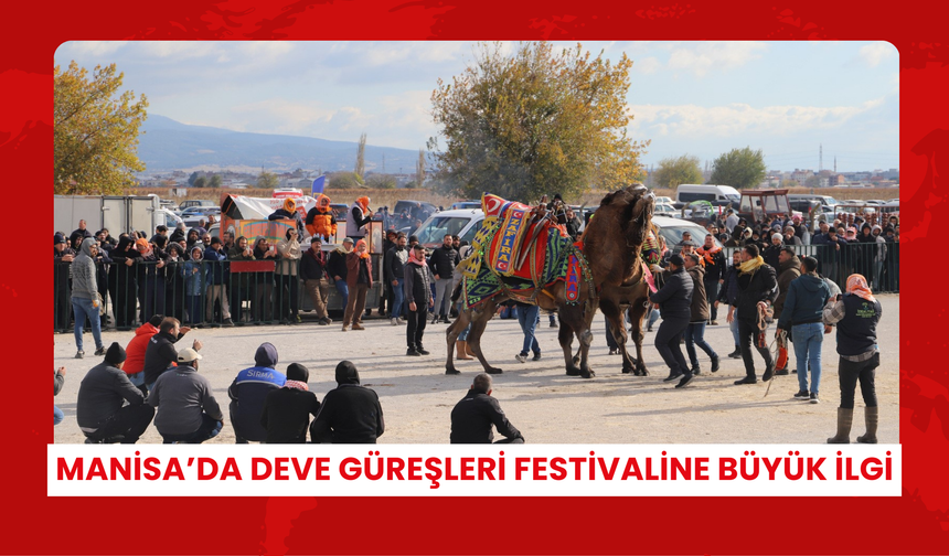 Manisa’da deve güreşleri festivaline büyük ilgi