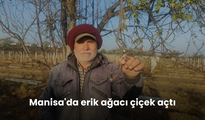 Tüm yurtta soğuk hava etkili olurken, erik ağacının ikinci kez çiçek açması üreticileri tedirgin etti