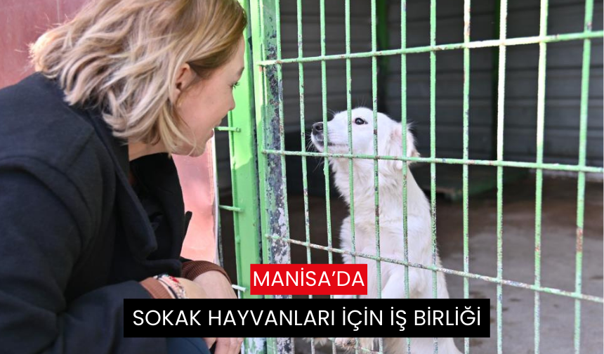 Sokak hayvanları için iş birliği