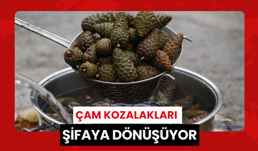 Çam kozalakları şifaya dönüşüyor