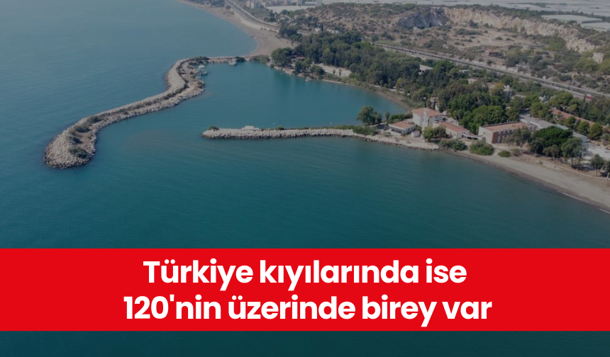 Türkiye kıyılarında ise 120'nin üzerinde birey var