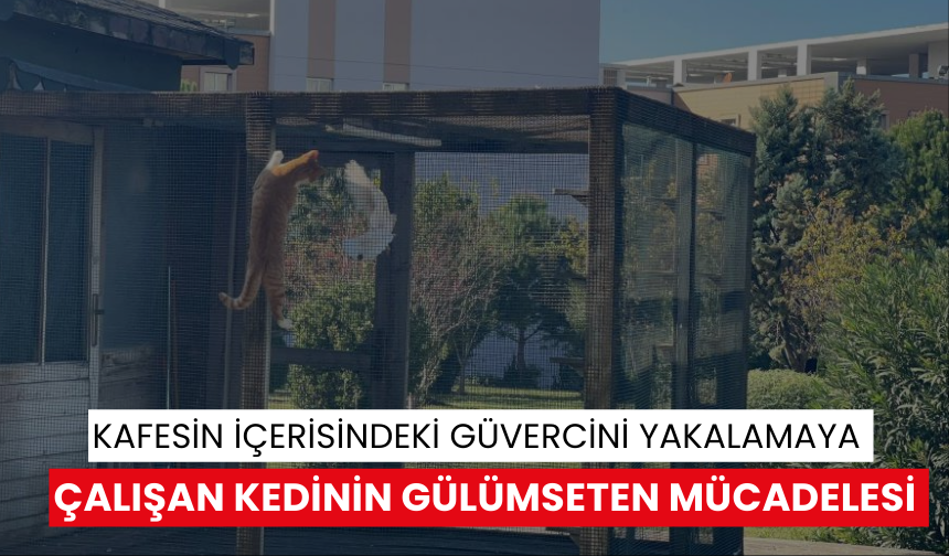 Kafesin içerisindeki güvercini yakalamaya çalışan kedinin gülümseten mücadelesi