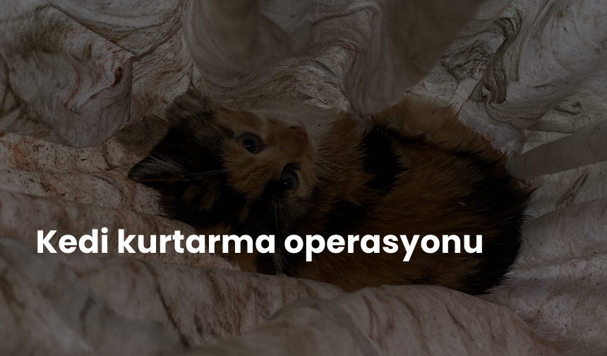 Kedi kurtarma operasyonu: Motora saklanan kedi 13 kilometre yol gitti