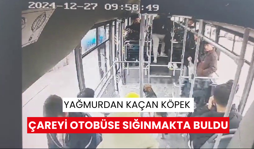 Köpeğin yolcularla seyahati kamerada