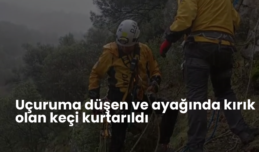 Uçuruma düşen ve ayağında kırık olan keçi kurtarıldı