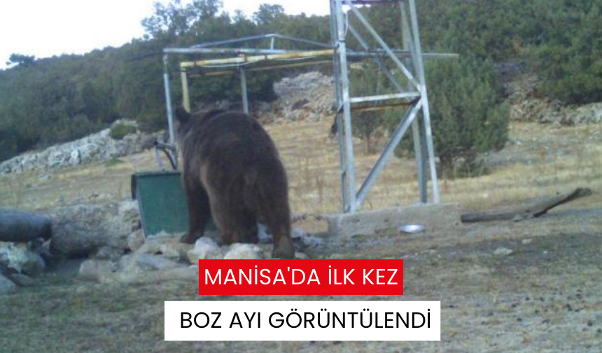 Manisa'da ilk kez boz ayı görüntülendi