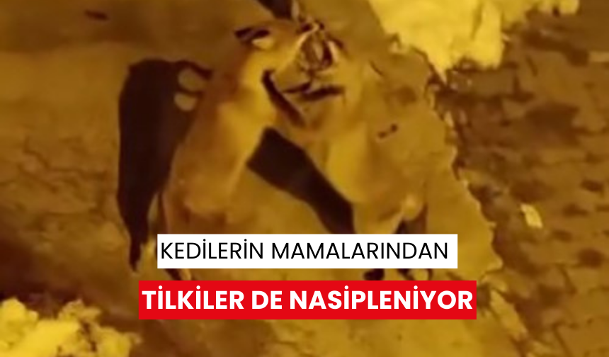 Kedilerin mamalarından tilkiler de nasipleniyor