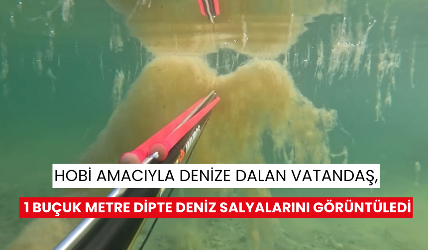 Hobi amacıyla denize dalan vatandaş, 1 buçuk metre dipte deniz salyalarını görüntüledi