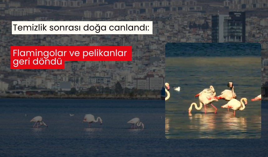 Temizlik sonrası doğa canlandı: Flamingolar ve pelikanlar geri döndü