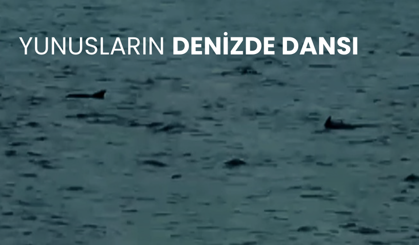 Yunusların denizde dansı