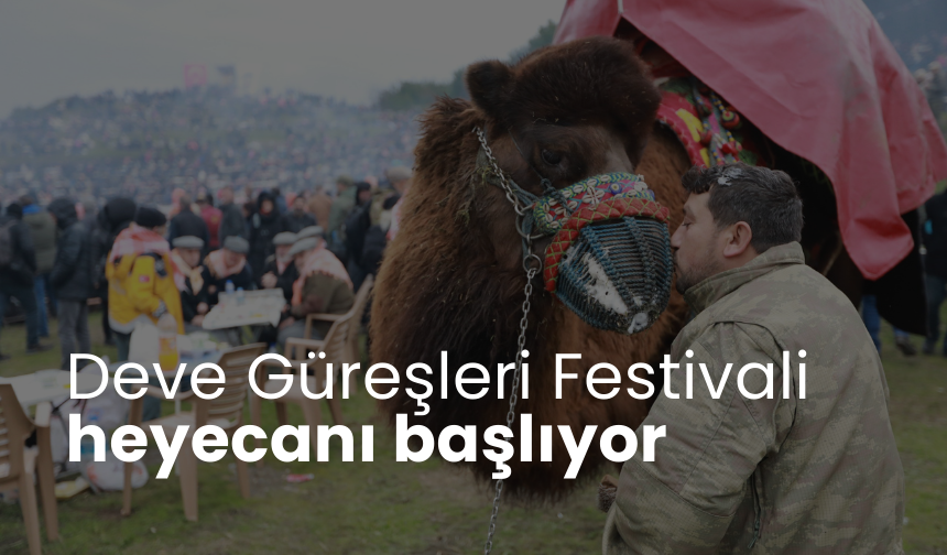 Festival heyecanı bugün başlıyor... Türkiye'nin tek uluslararası deve güreşi Selçuk'ta