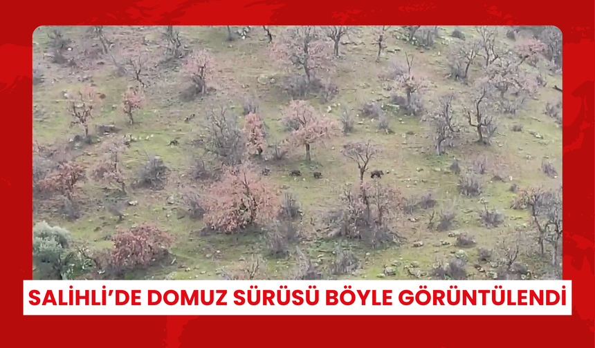 Salihli’de domuz sürüsü böyle görüntülendi