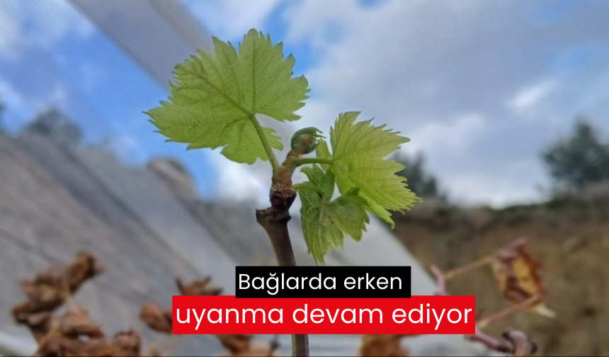 Bağlarda erken uyanma devam ediyor