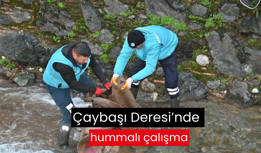 Çaybaşı Deresi’nde hummalı çalışma