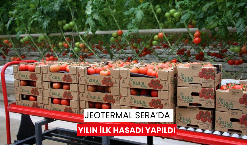 Manisa'da Jeotermal Sera’da yılın ilk hasadı yapıldı