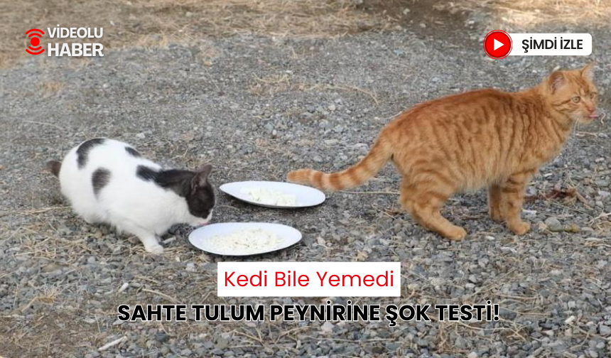 Kedi yemediyse insan neden yesin? Sahte gıdalara dikkat çeken deney!