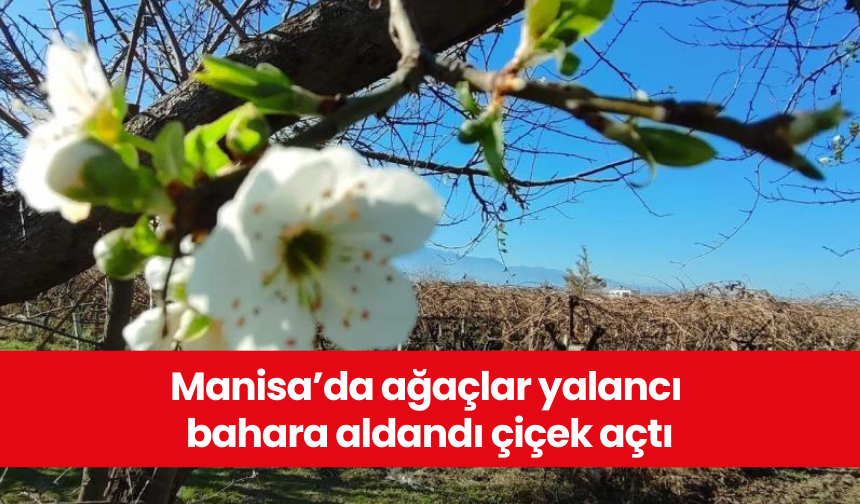 Manisa’da ağaçlar yalancı bahara aldandı çiçek açtı