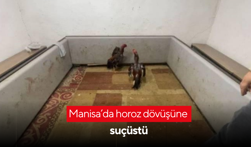 Manisa’da horoz dövüşüne suçüstü