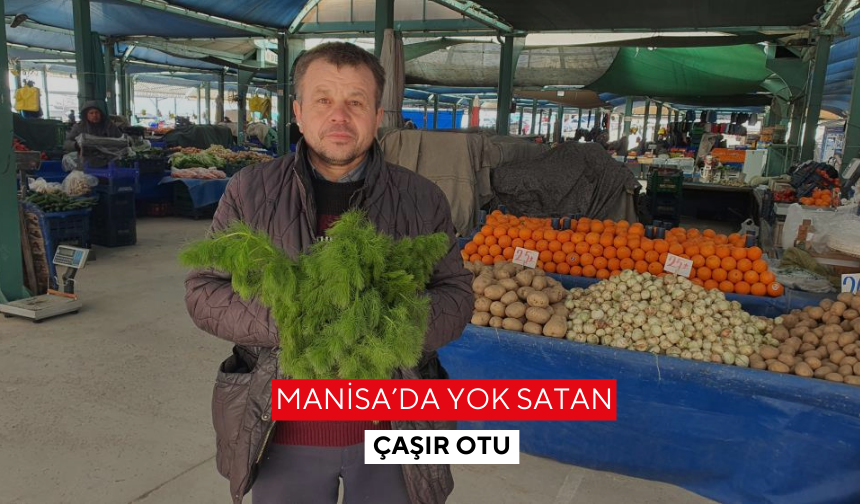 Çaşır otu Manisa’da yok satıyor