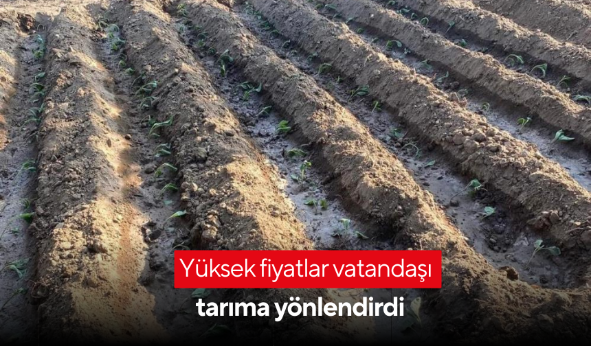 Yüksek fiyatlar vatandaşı tarıma yönlendirdi