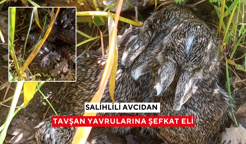 Salihlili avcıdan tavşan yavrularına şefkat eli