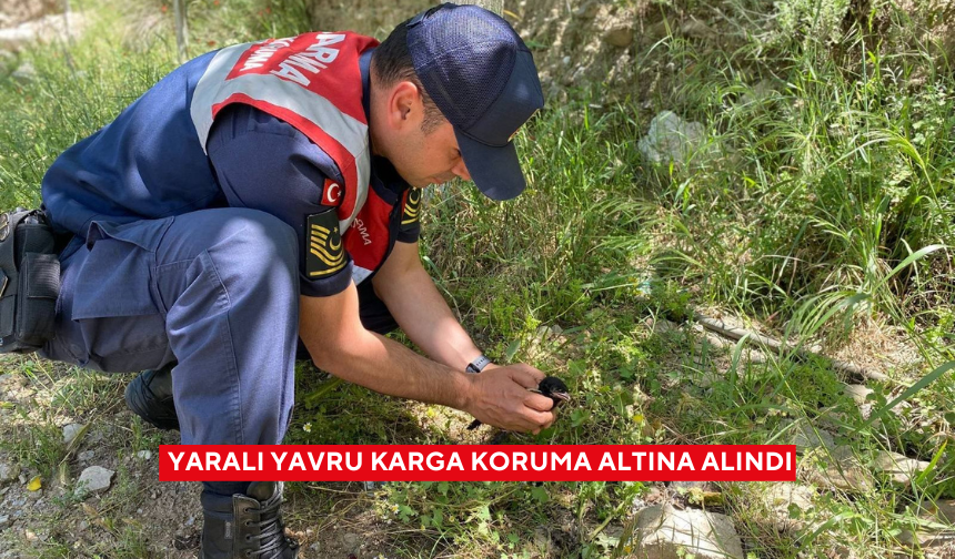 Yaralı yavru karga koruma altına alındı