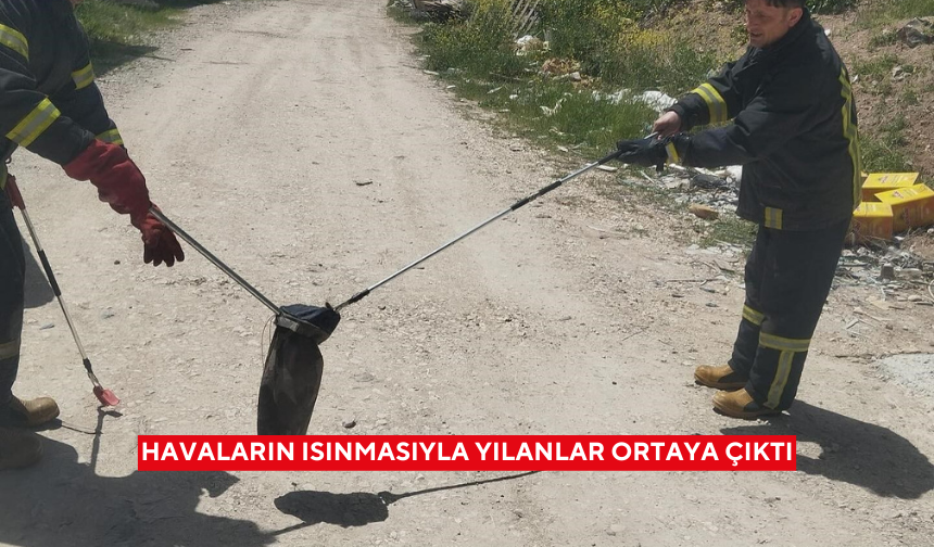 Havaların ısınmasıyla yılanlar ortaya çıktı