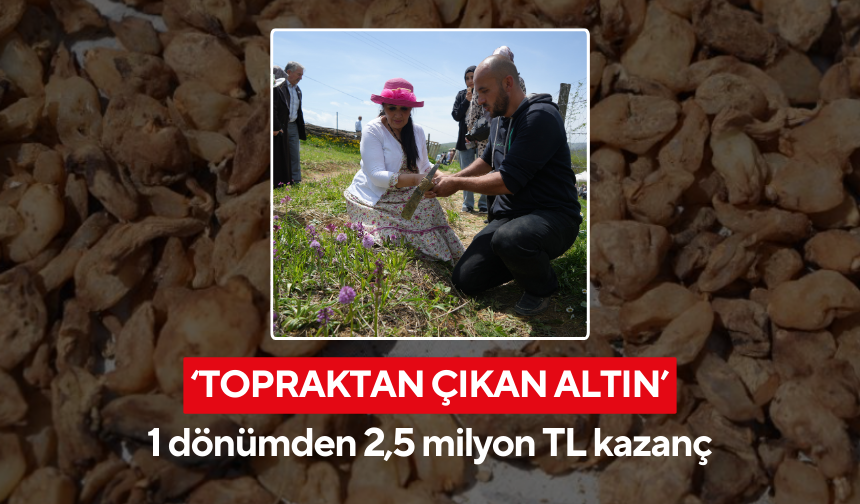Çiftçi servet hasat ediyor! 1 dönümden 2,5 milyon TL kazanç...