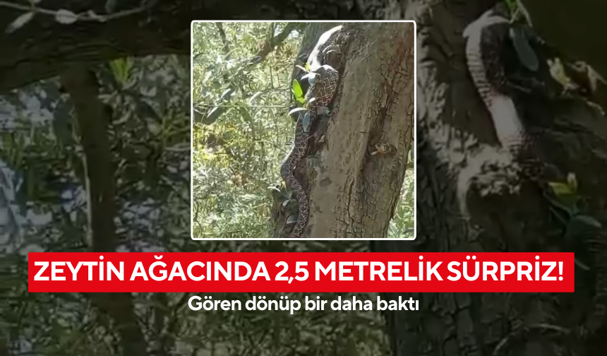 Zeytin ağacında 2,5 metrelik sürpriz! Gören dönüp bir daha baktı
