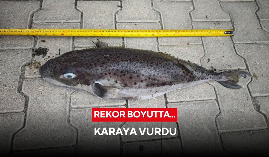 Rekor boyutta... Karaya vurdu
