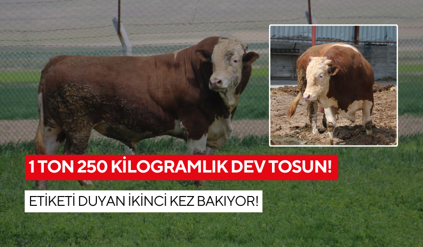 Dev tosun satışta: Etiketi duyan ikinci kez bakıyor!