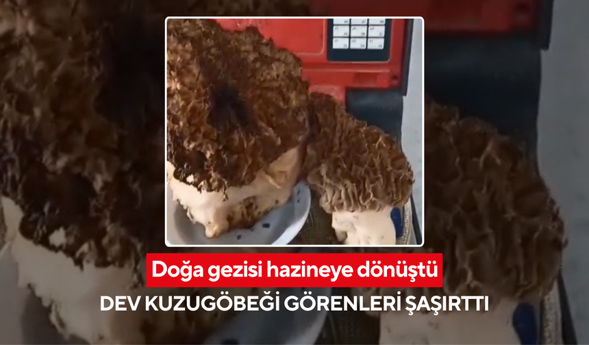 Doğa gezisi hazineye dönüştü: Rekor kuzugöbeği heyecanı!