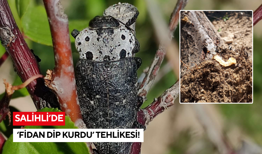 Salihli İlçe Tarım ve Orman Müdürlüğü’nden meyve üreticilerine kritik uyarı
