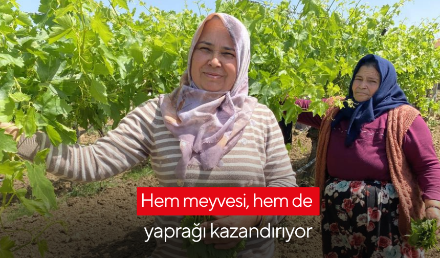 Hem meyvesi, hem de yaprağı kazandırıyor