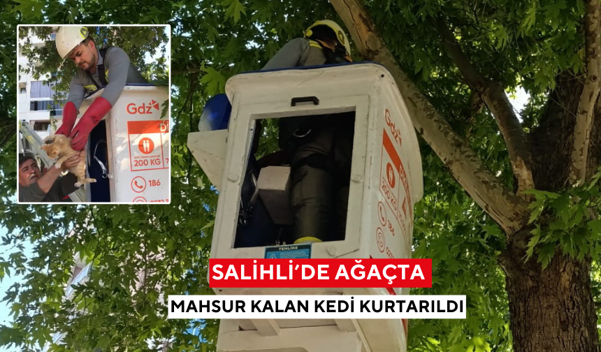 Salihli’de ağaçta mahsur kalan kedi kurtarıldı