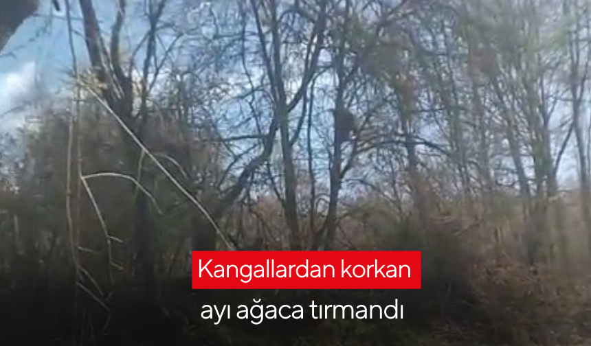 Kangallardan korkan ayı ağaca tırmandı
