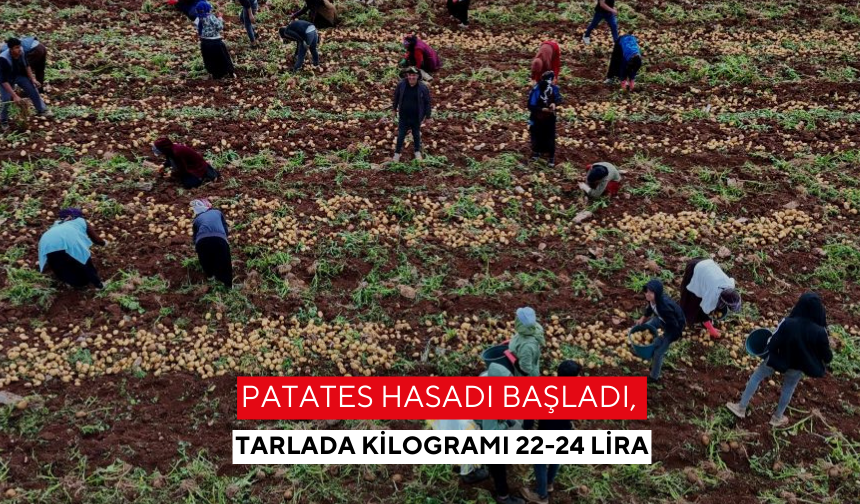 Patates hasadı başladı, tarlada kilogramı 22-24 lira