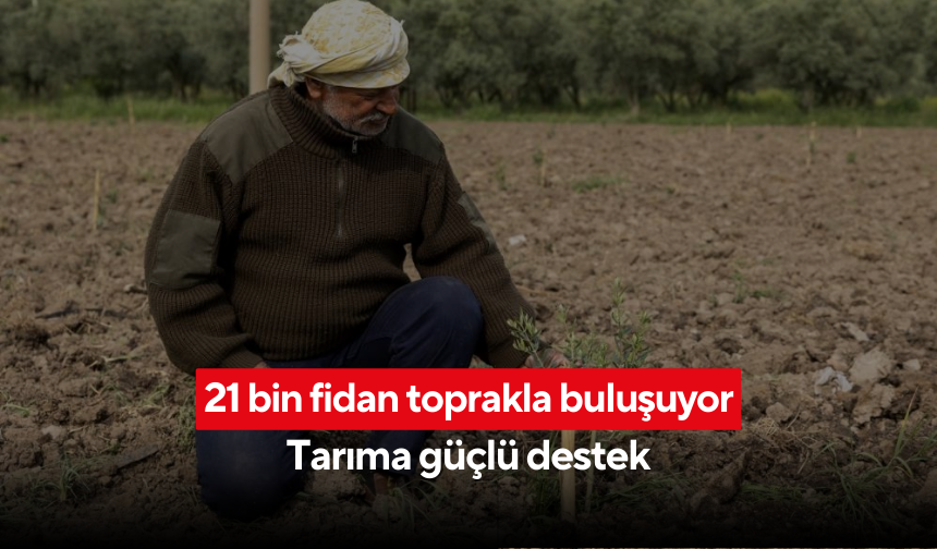 Yunusemre belediyesi'nden üreticiye can suyu... 21 bin fidan toprakla buluşuyor