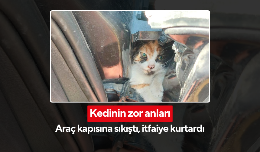 Nefes kesen kurtarma... Kapıya sıkışan kedi sağ salim çıkarıldı