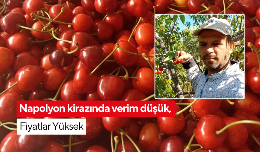 Kiraz üreticisini don vurdu, fiyatlar teselli oldu