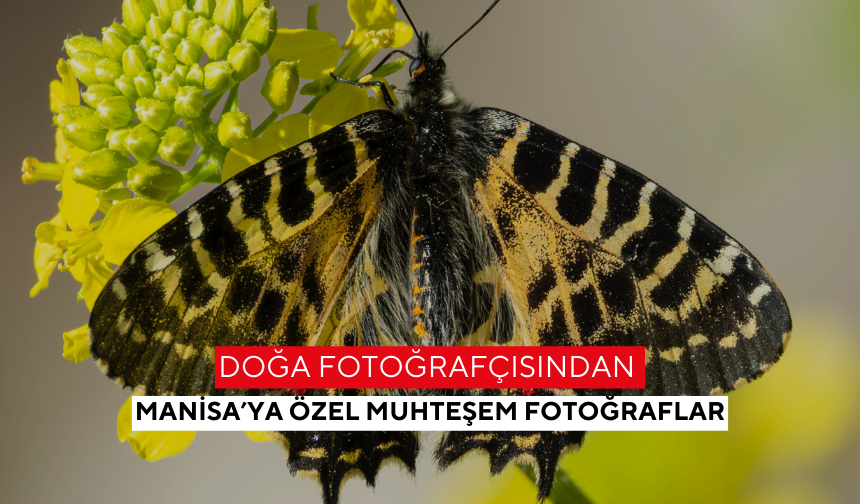 Doğa fotoğrafçısından Manisa’ya özel muhteşem fotoğraflar