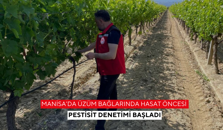 Manisa’da üzüm bağlarında hasat öncesi pestisit denetimi başladı