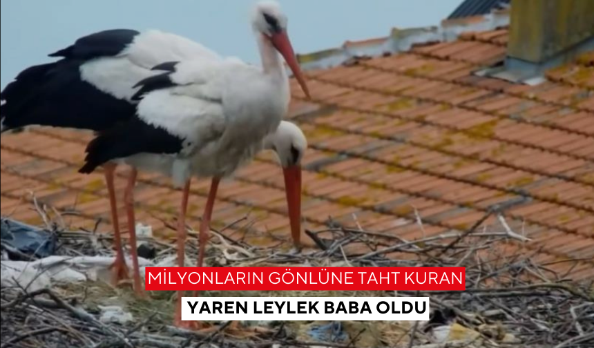 Milyonların gönlüne taht kuran Yaren leylek, baba oldu