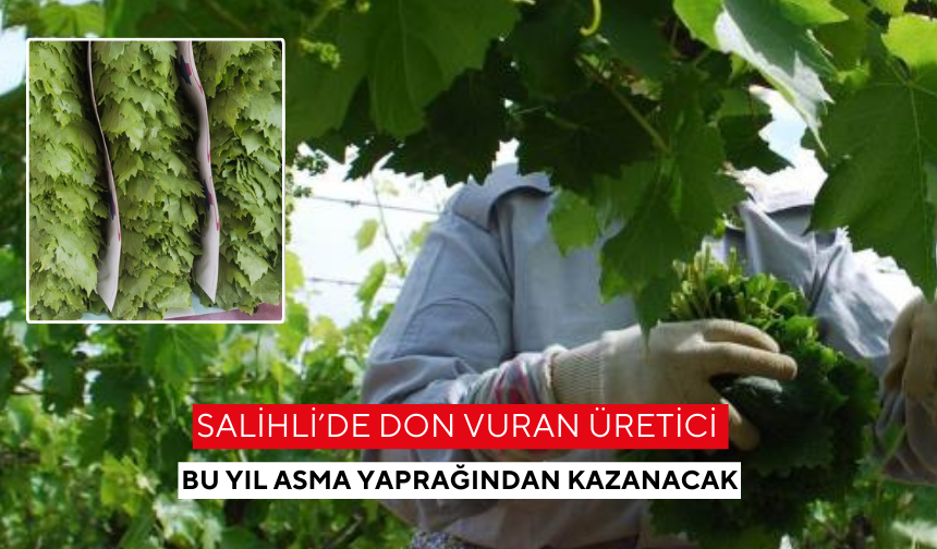 Salihli bağları lezzet saçıyor! Yaprak sezonu başladı