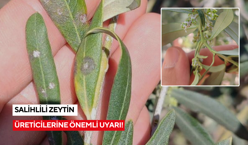 Salihli’de üreticilere ‘Zeytin Dal Kanseri ve Zeytin Halkalı Leke’ uyarısı