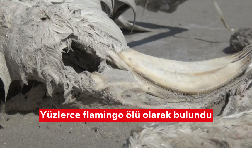 Tuz Gölü'nde yüzlerce flamingo ölü olarak bulundu