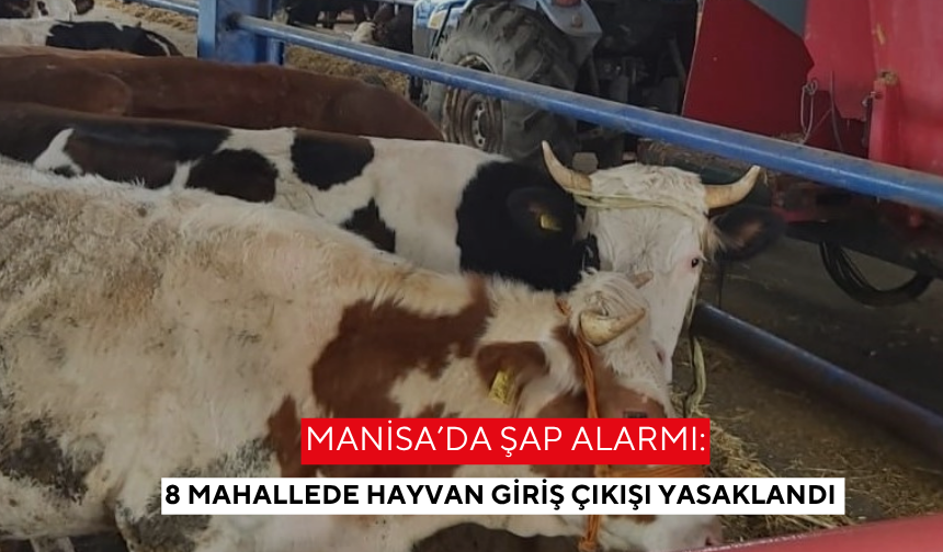 Manisa’da şap alarmı: 8 Mahallede hayvan giriş çıkışı yasaklandı