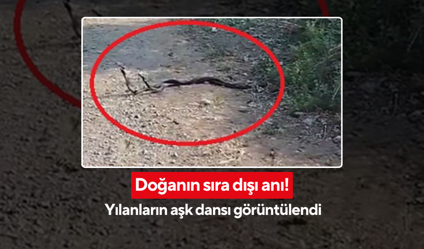 Yılanların aşk dansı sosyal medyada gündem oldu!  O Anlar bir vatandaş tarafından böyle kayda alındı