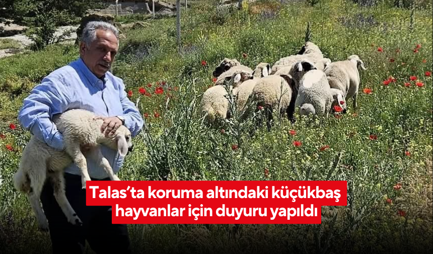 Talas’ta koruma altındaki küçükbaş hayvanlar için duyuru yapıldı