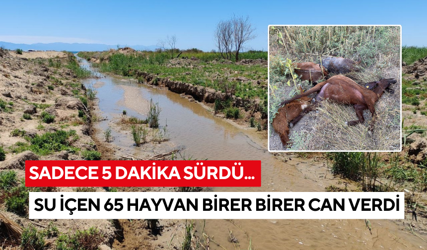 O dere yine can aldı! Su içen 65 hayvan birer birer öldü...